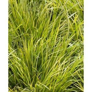 Zwerg-Kalmus 'Ogon' im Topf, grüne Teichpflanze mit gelben Streifen.