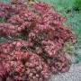 Kompakter, roter Acer Palmatum Pixie Japanischer Ahorn im Garten.