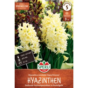 Sperli Hyazinthe 'Gipsy Princess' Blumenzwiebeln mit gelben Blüten.