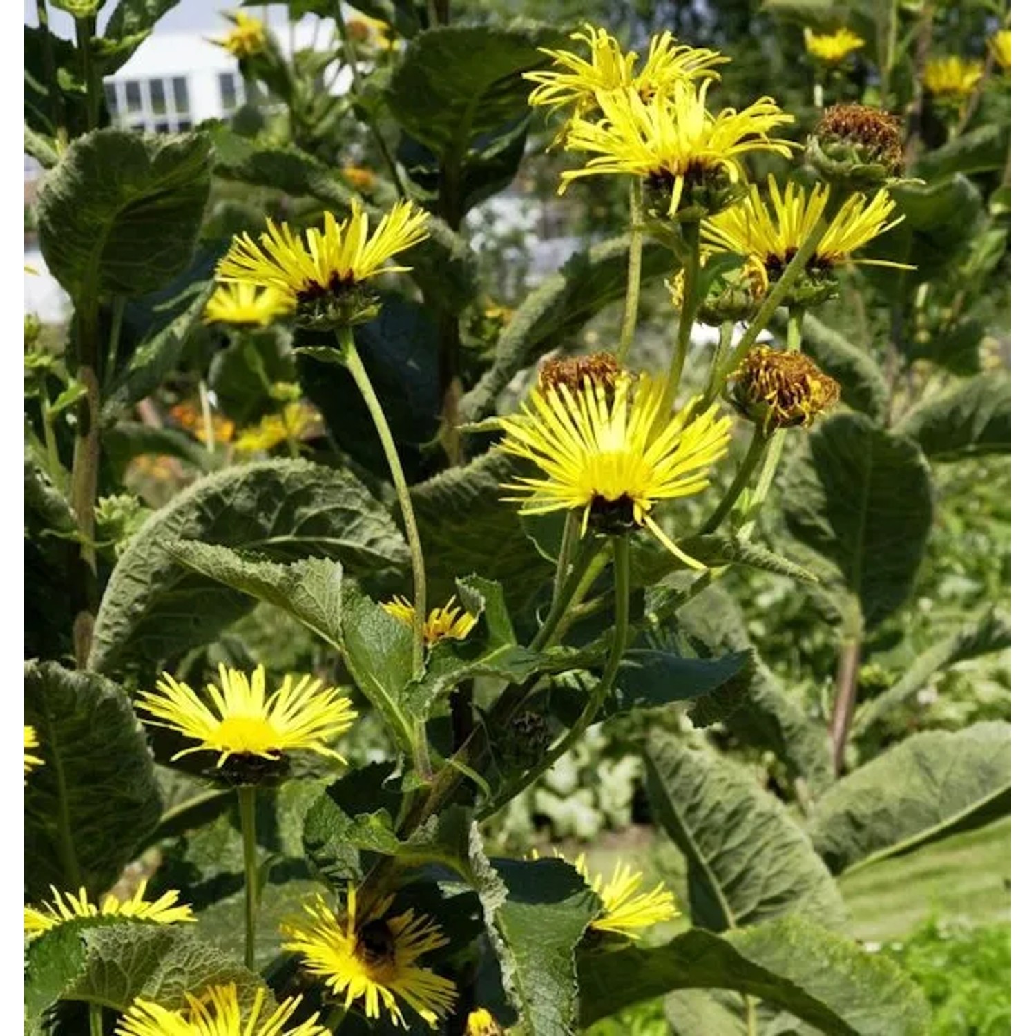 Echter Alant - Inula helenium