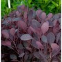 Nahaufnahme des Perückenstrauchs Lilla (Cotinus coggygria) mit violetten Blättern.