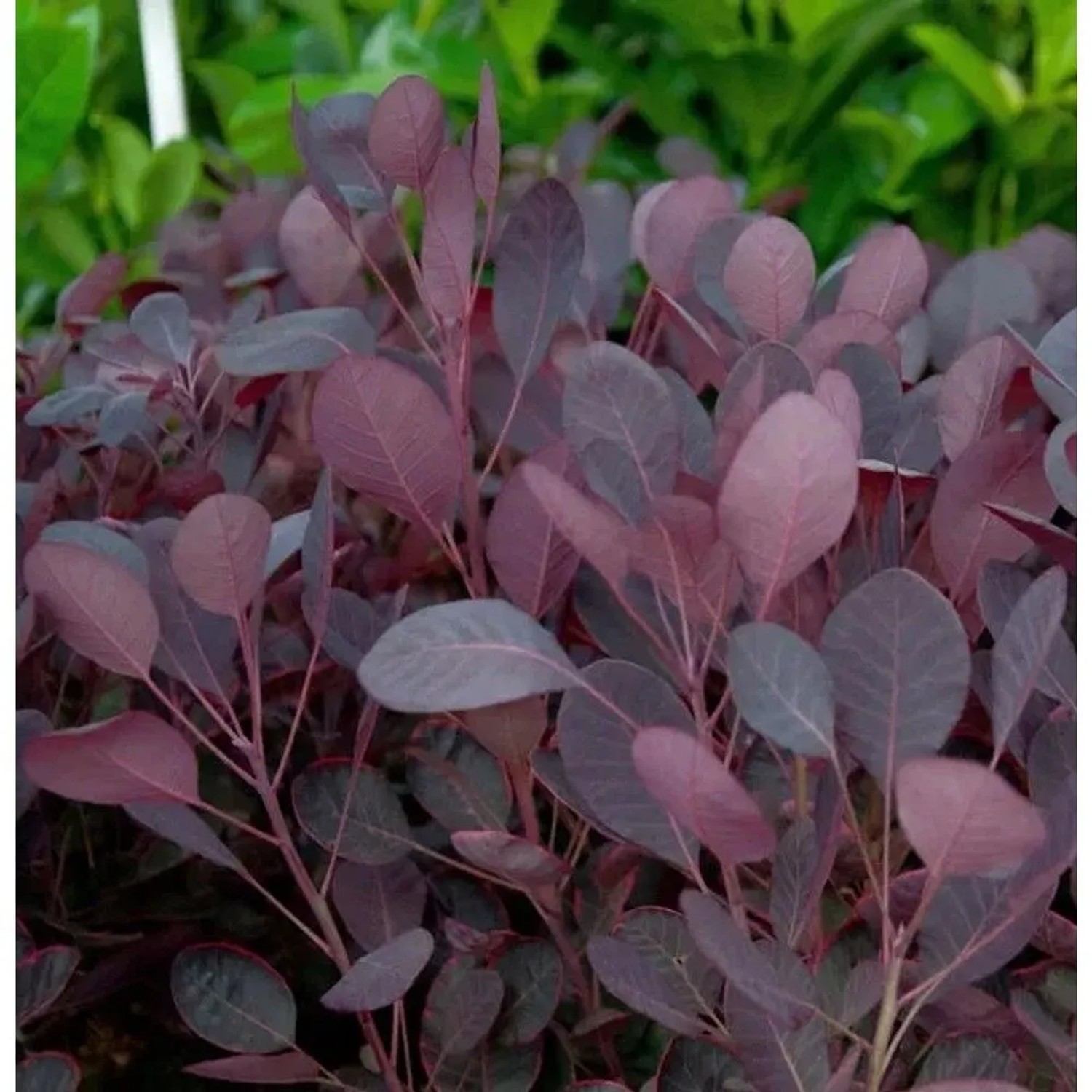 Perückenstrauch Lilla 60-80cm - Cotinus coggygria