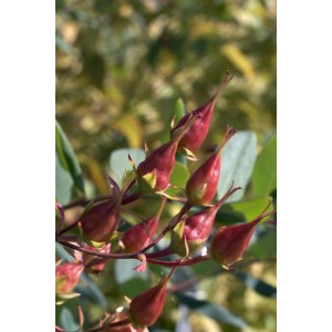 Nahaufnahme: Johanniskraut 'Gemo' (Hypericum Kalmianum) mit roten Fruchtständen im Detail.