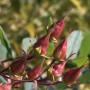 Nahaufnahme: Johanniskraut 'Gemo' (Hypericum Kalmianum) mit roten Fruchtständen im Detail.