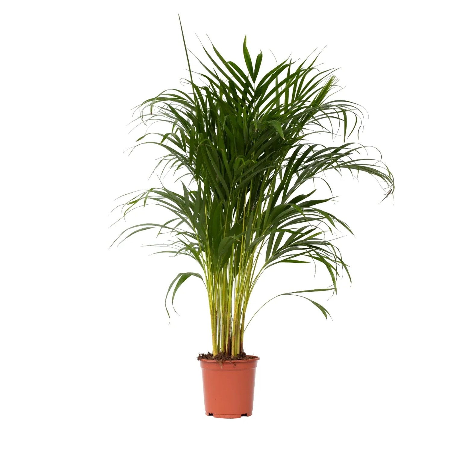 Plant In A Box Goldfruchtpalme Dypsis Lutescens Höhe 100cm Ø21 Grün