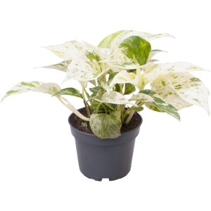 GROW by OBI Efeutute "Marble Queen" Topf-Ø ca. 12 cm Epipremnum pinnatum