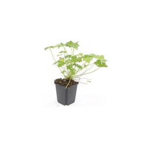 Balkan-Storchschnabel 'Czakor' im 9cm Topf, ein robuster Bodendecker mit grünen Blättern.