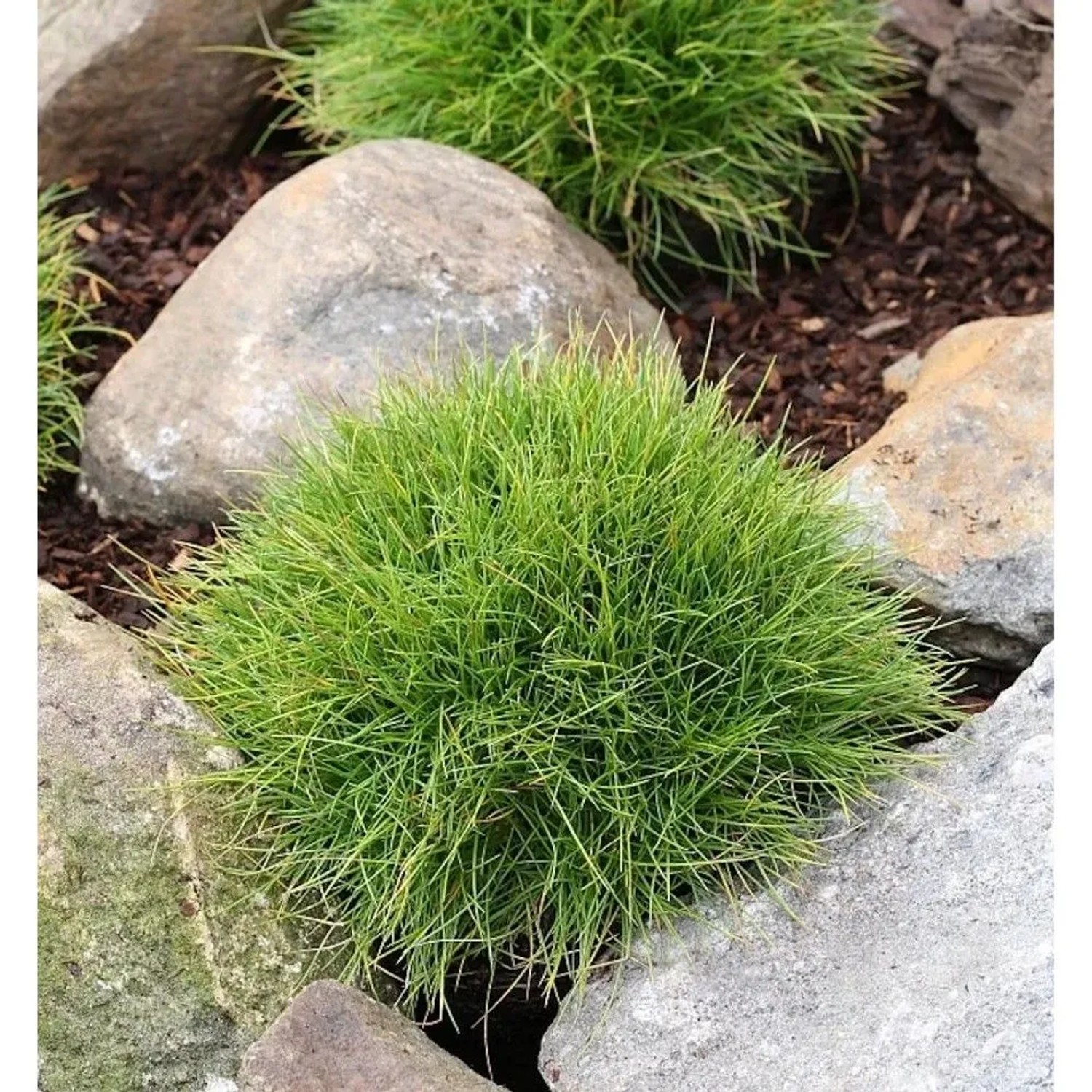 Bärenfellschwingel Pic Carlit - Festuca gautieri_2