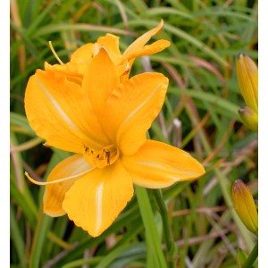 Leuchtend gelbe Taglilie Golden Prize (Hemerocallis cultorum) im Detail.