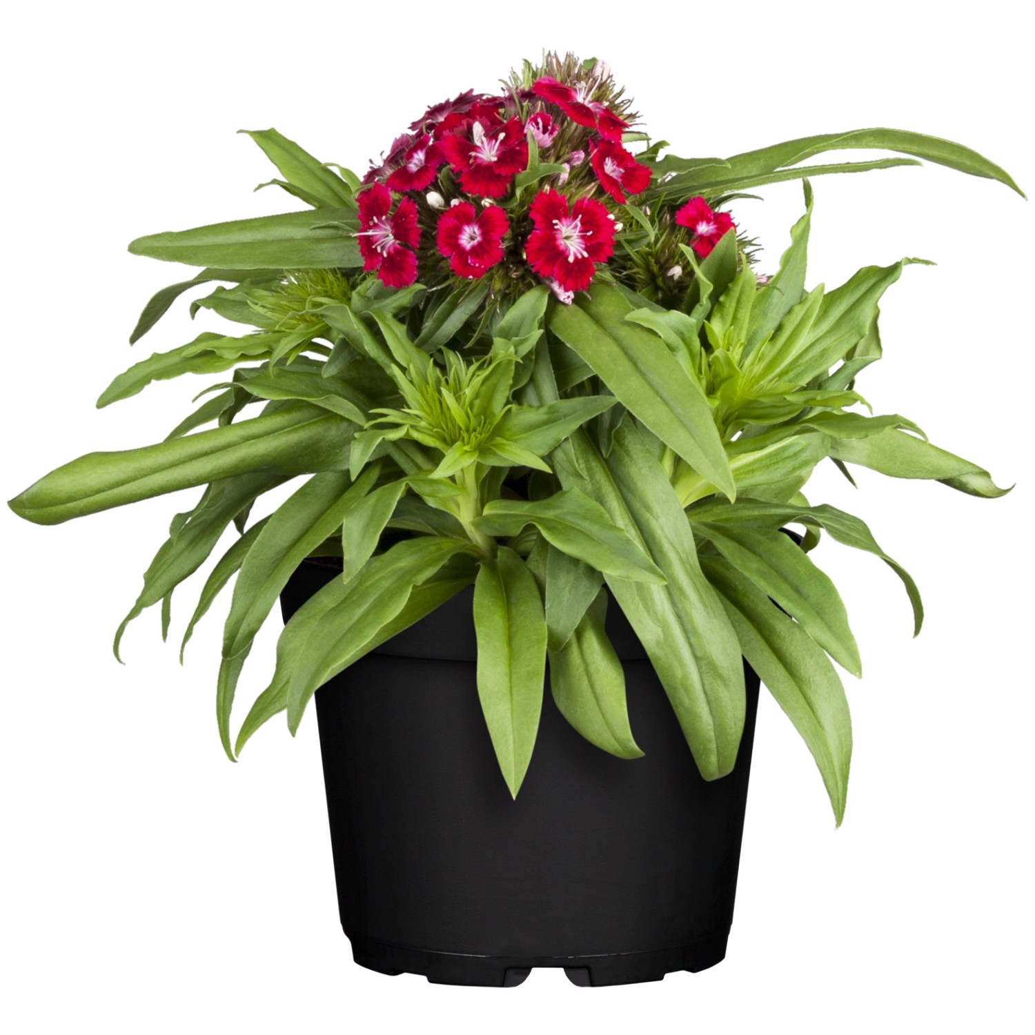Bartnelke Rot Topf-Ø ca. 13 cm Dianthus barbatus günstig online kaufen
