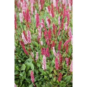 Rosa Teppichknöterich Bistorta Affinis 'Donald Lowndes' als Bodendecker mit grünen Blättern und rosa Blüten.