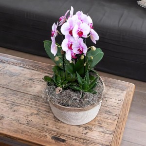 Rosa Kolibri Orchidee Phalaenopsis 'Niagara Fall' im Topf (12cm) auf Holztisch.
