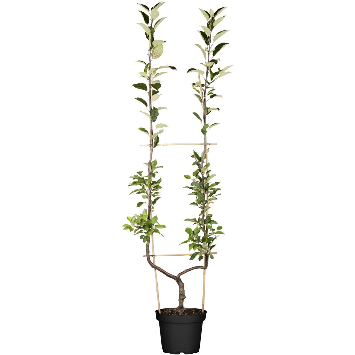 Apfel Ingrid Marie Topf-Ø ca. 25 cm Malus