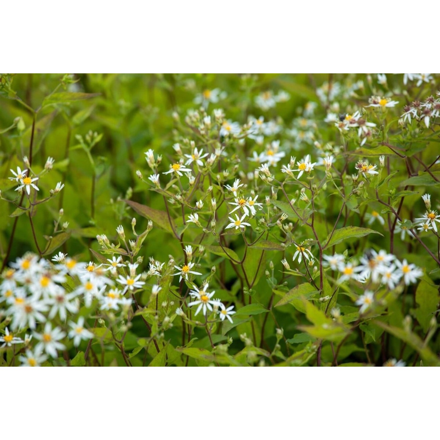 Aster Divaricatus Tradescant Weißer Waldaster Ca. 9x9 cm Topf günstig online kaufen