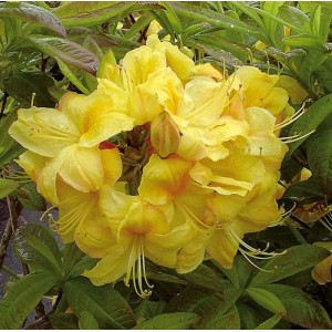 Leuchtend gelbe Azalee Golden Sunset (Rhododendron luteum) mit grünen Blättern.