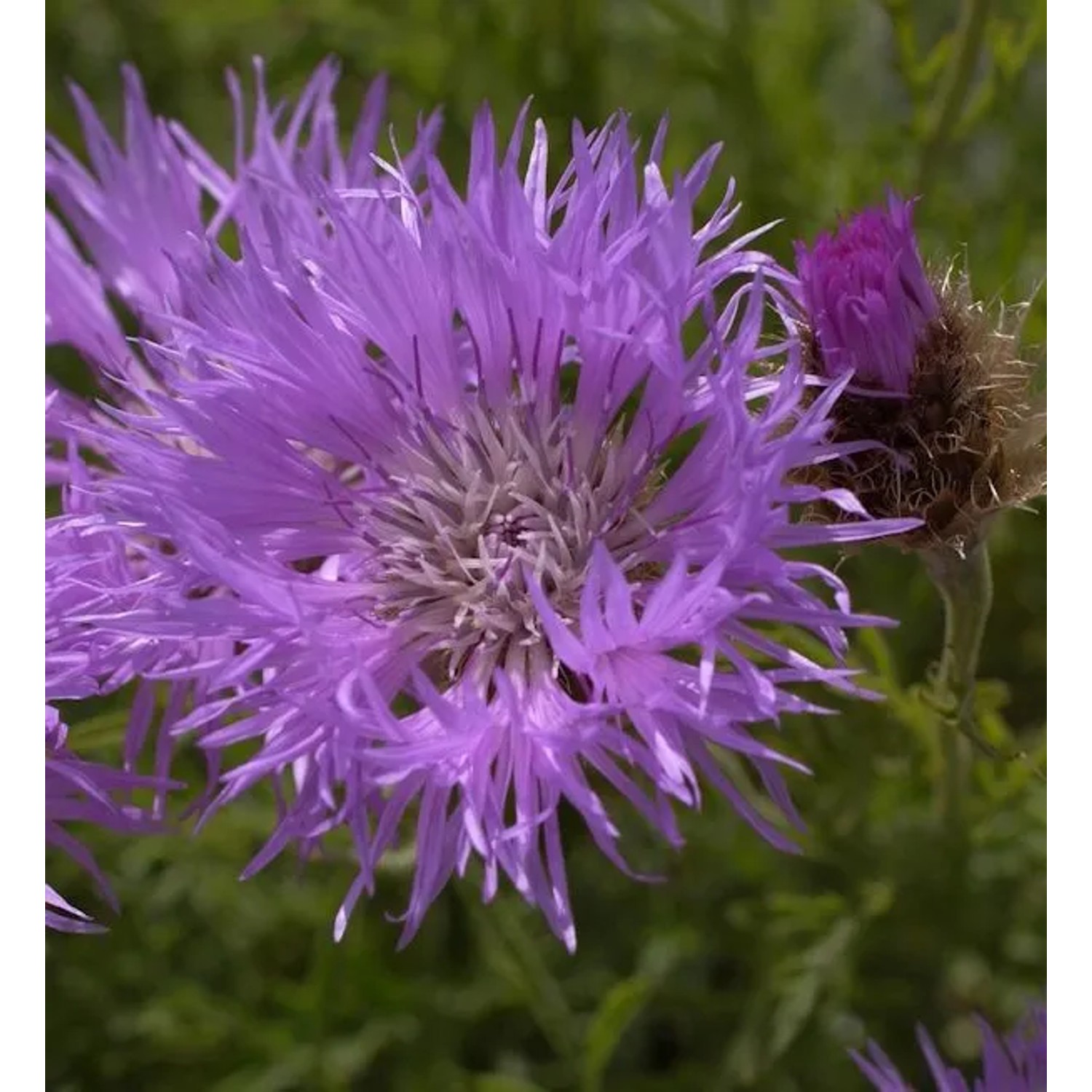 Silber Flockenblume - Centaurea pulcherrima