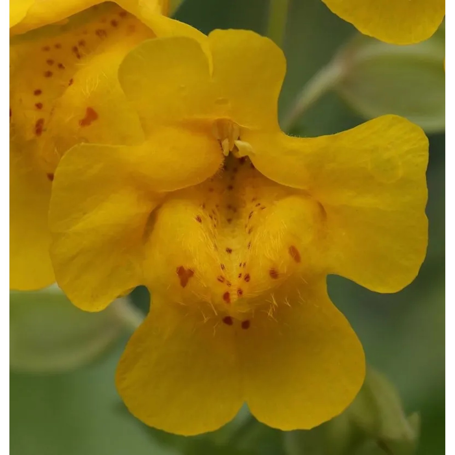 Gelbe Gauklerblume - Mimulus,uteus