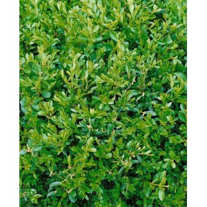 Detailaufnahme des grünen Buxus sempervirens 'Herrenhausen' (25-30 cm) als Heckenpflanze.