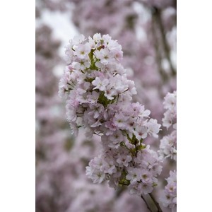 Nahaufnahme der rosa Blüten der Japanischen Säulenkirsche Prunus Serrulata Amanogawa im Topf.