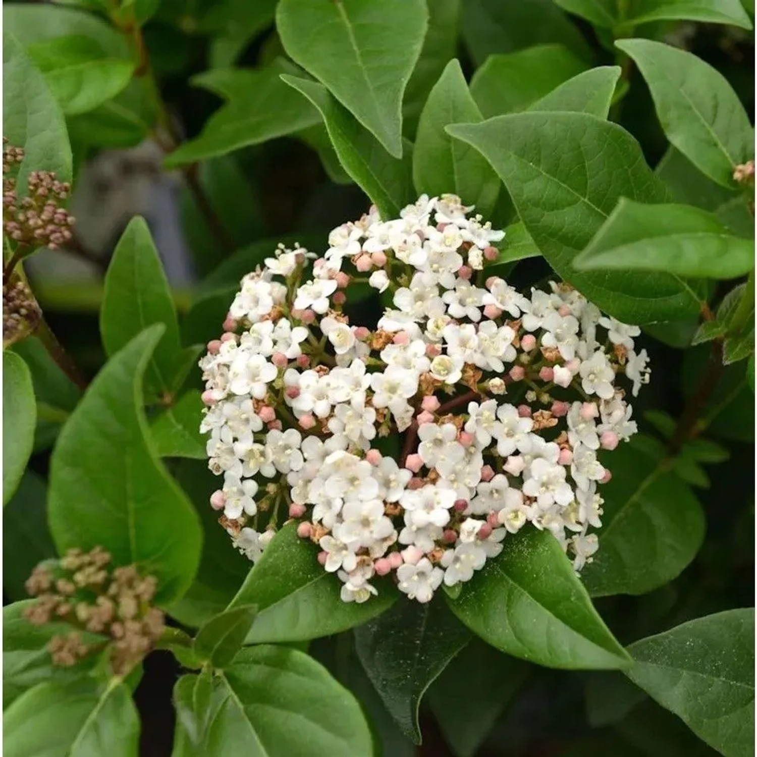 Mittelmeer Schneeball Ladybird 50-60cm - Viburnum tinus