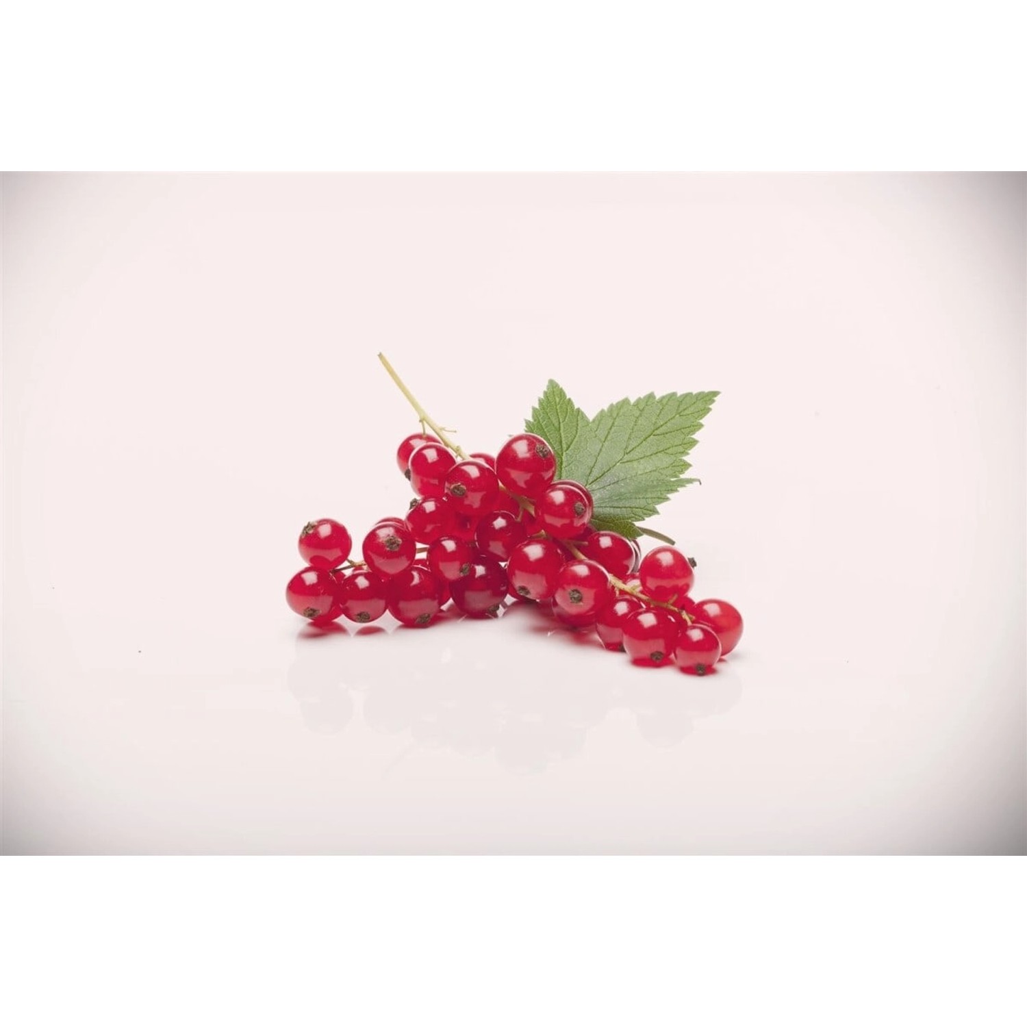 Ribes Rubrum Rovada Rote Johannisbeere 60 Cm Stammhöhe günstig online kaufen