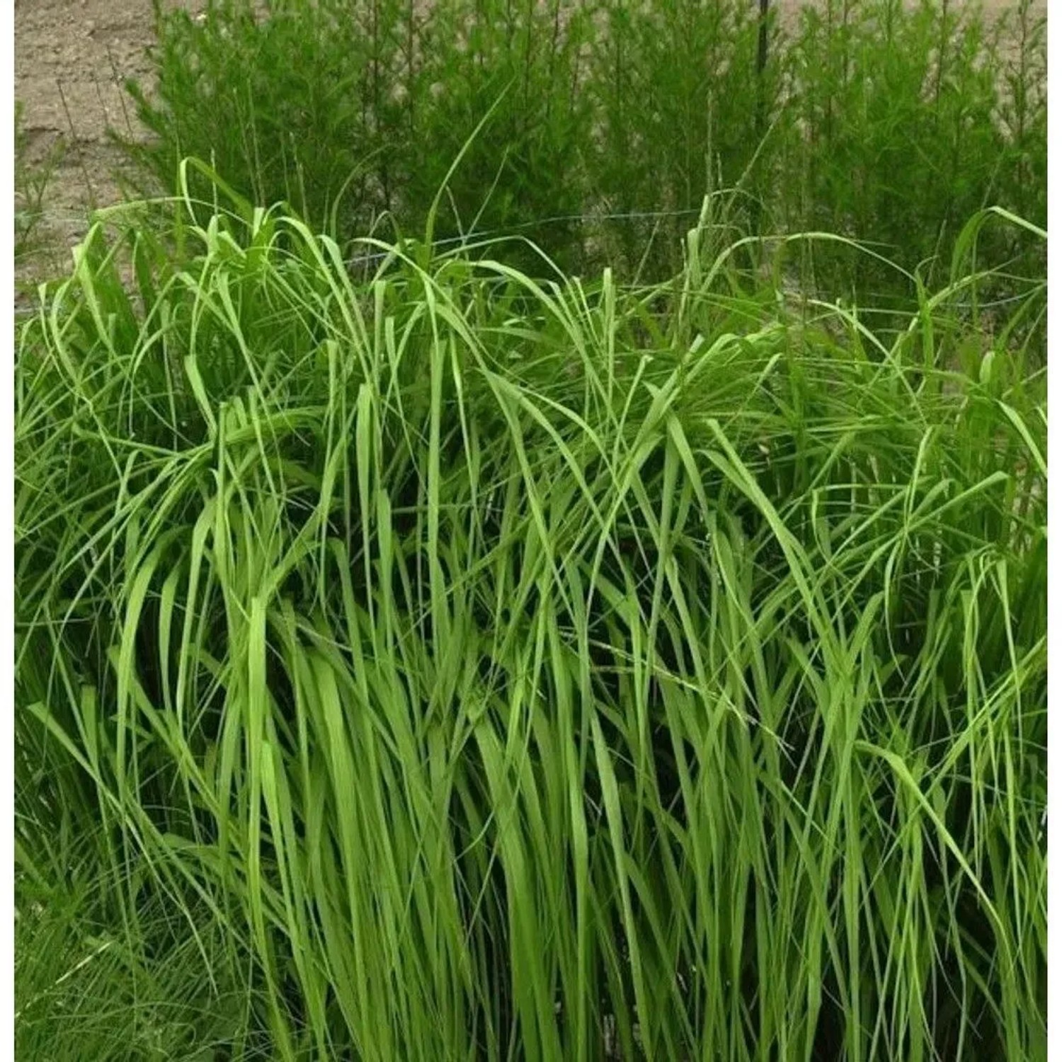 Riesen Pfeifengras Karl Foerster - Molinia arundinacea