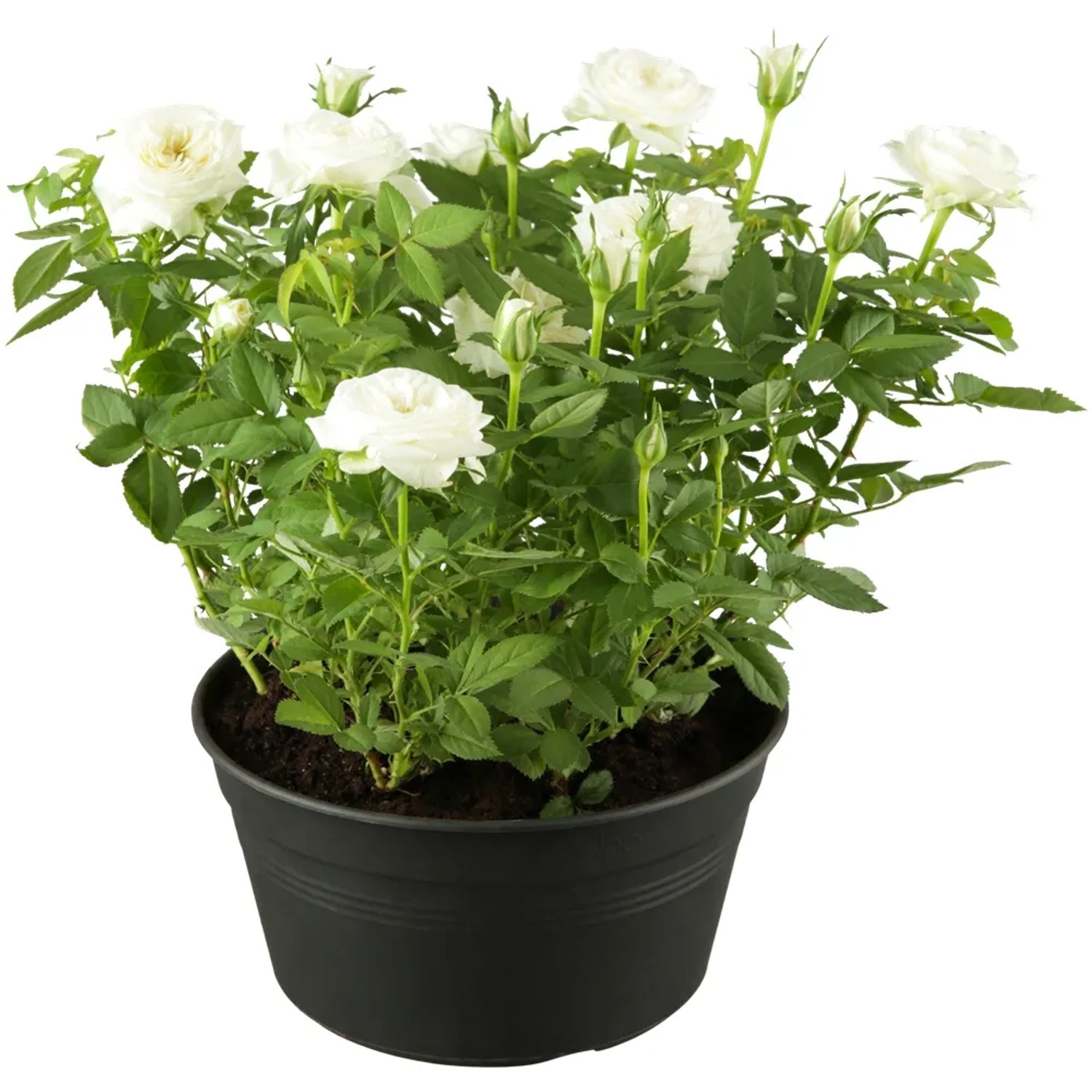 Beetrosen 10-20 cm 4 l kaufen bei OBI