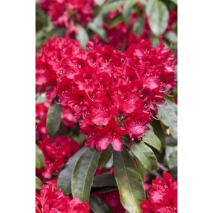 Leuchtend roter Rhododendron Hybr. Red Jack (60–70 cm) mit üppigen Blüten.