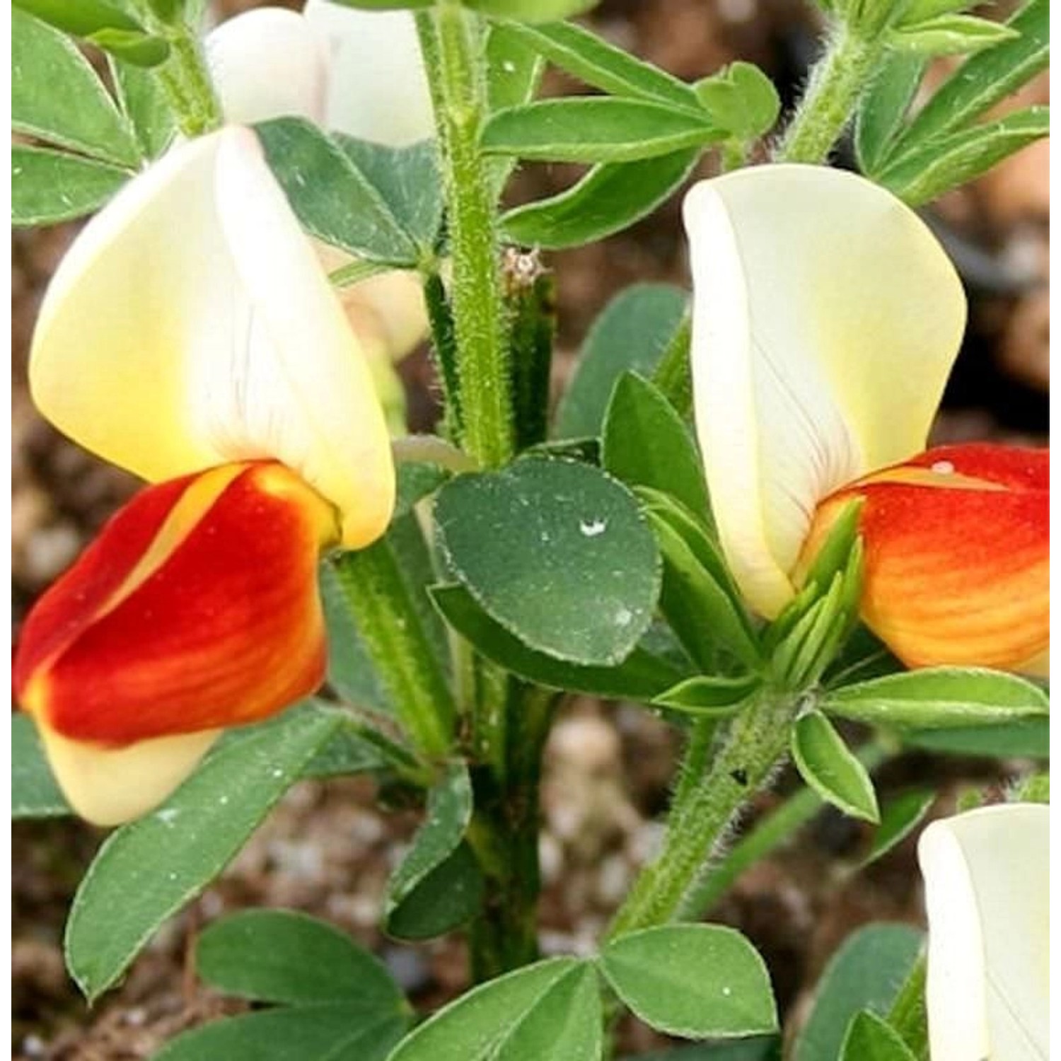 Schmuckginster Newry Seedling 60-80cm - Cytisus scoparius günstig online kaufen