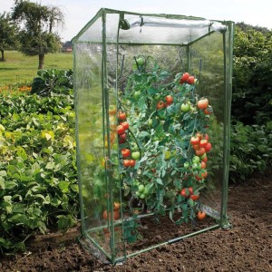 Transparentes Tomatengewächshaus 100x50x150 cm mit Tomatenpflanze im Garten.