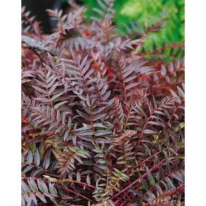 Jakobsleiter 'Purple Rain' (Polemonium Yezoense) im 9x9 cm Topf. Blühende Zimmerpflanze mit violetten Blättern.