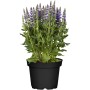 Blühender Steppen-Salbei 'Sensation Compact' im Topf, blaue Blüten.