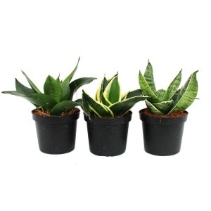 Exotenherz Sansevieria Hahnii Set: 3 Bogenhanf-Pflanzen in Töpfen, verschiedene Varianten.
