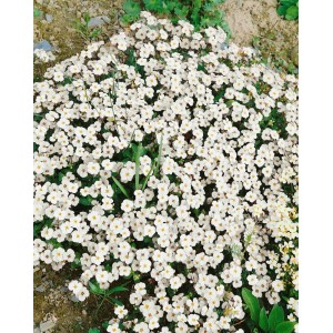 Blaukissen 'Winterberg' mit weißen Blüten im 9x9 cm Topf als Bodendecker.