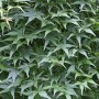 Grüner Hänge-Fächerahorn Ryusen (Acer palmatum) mit filigranem, grünem Laub.