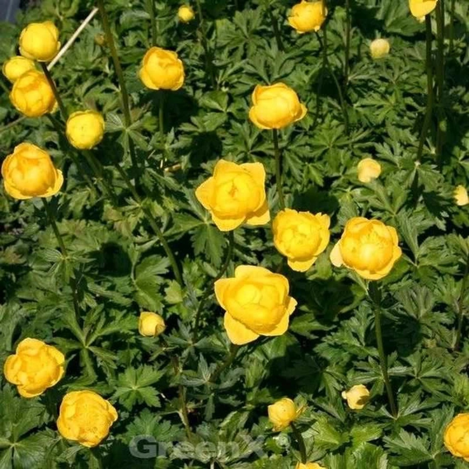 Trollblume Earliest of All - Trollius cultorum günstig online kaufen