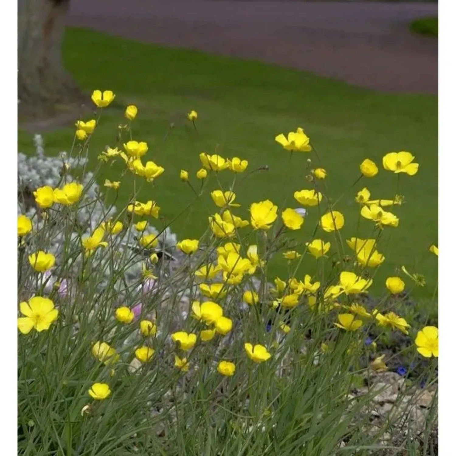 Grasblättriger Hahnenfuß - Ranunculus gramineus
