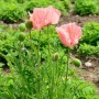 Rosa Türkischer Mohn (Papaver orientale) 'Königen Alexandra' im Gartenbeet.