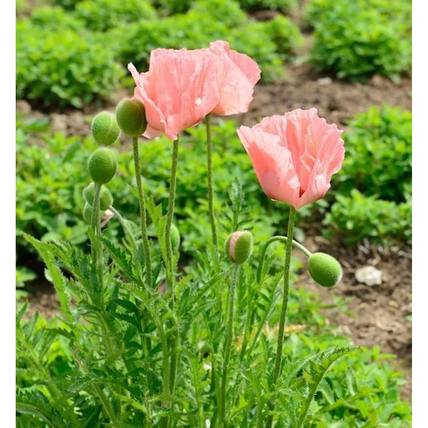 Türkischer Mohn Königen Alexandra - Papaver orientale