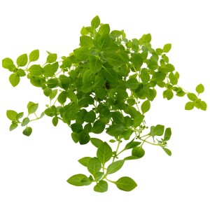 Dennerle Aquariumpflanze Ludwigia palustris Green mit grünen Blättern für den Mittelgrund.