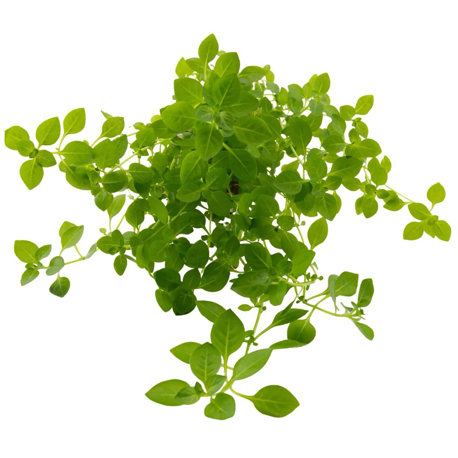 Dennerle Plants Aquariumpflanze Ludwigia palustris Green