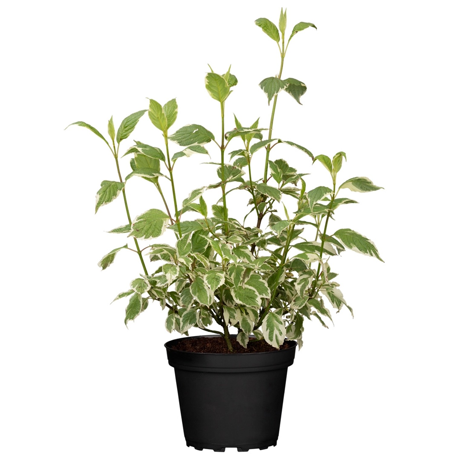 GROW by OBI Hartriegel Elegantissima Weiß Höhe ca. 60 - 80 cm Topf ca. 5 l