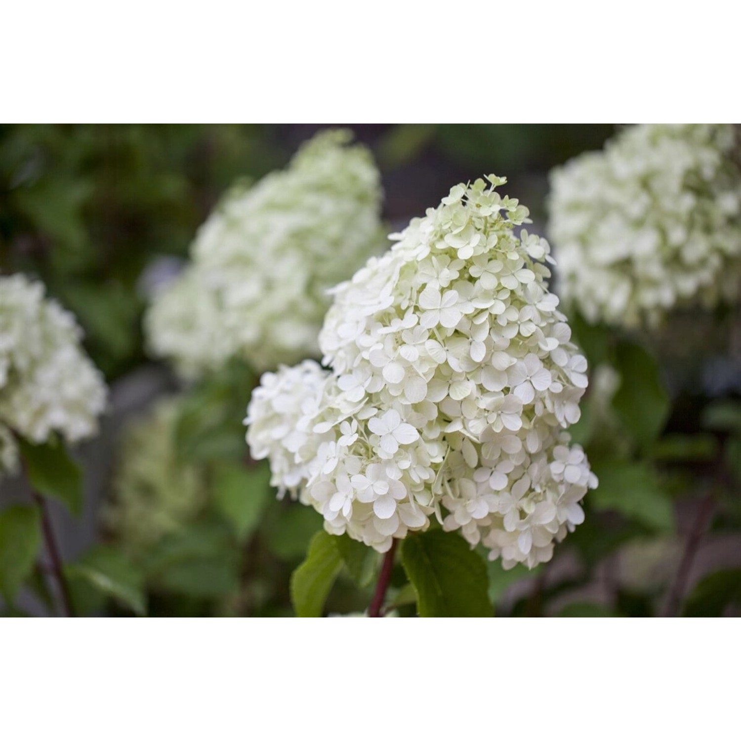 Hydrangea Paniculata Rispenhortensie Polar Bear 40-60 cm günstig online kaufen