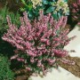 Winterheide Erica Darleyensis Rosa im Topf, buschig mit zarten rosa Blüten.