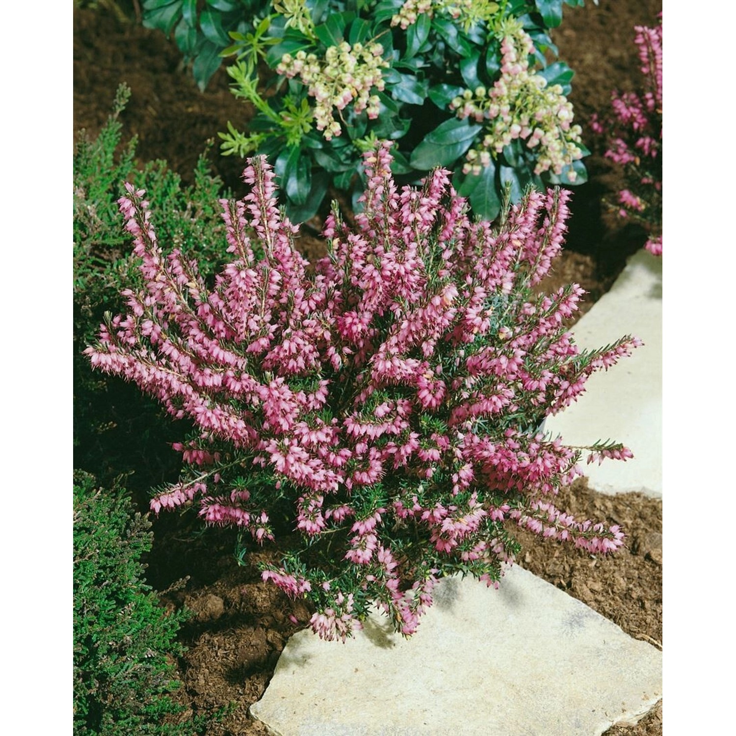 Winterheide Erica Darleyensis Rosa im Topf, buschig mit zarten rosa Blüten.
