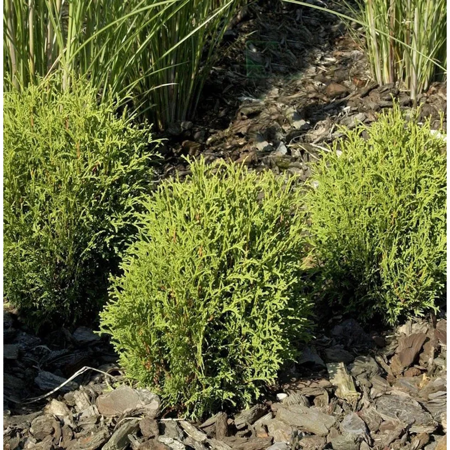 Lebensbaum Tiny Tim 20-25cm - Thuja occidentalis