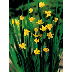 Binsenlilie Gelb (Sisyrinchium californicum) im Topf, eine dekorative Teichpflanze.