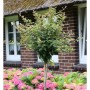 Hochstamm Zierkirsche Kojou no mai mit grünen Blättern, als Blickfang im Garten vor einem Haus. Ideal für Kübel.