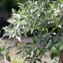 Detailaufnahme der Schmalblättrigen Ölweide (Elaeagnus Angustifolia) mit silbergrünen Blättern.