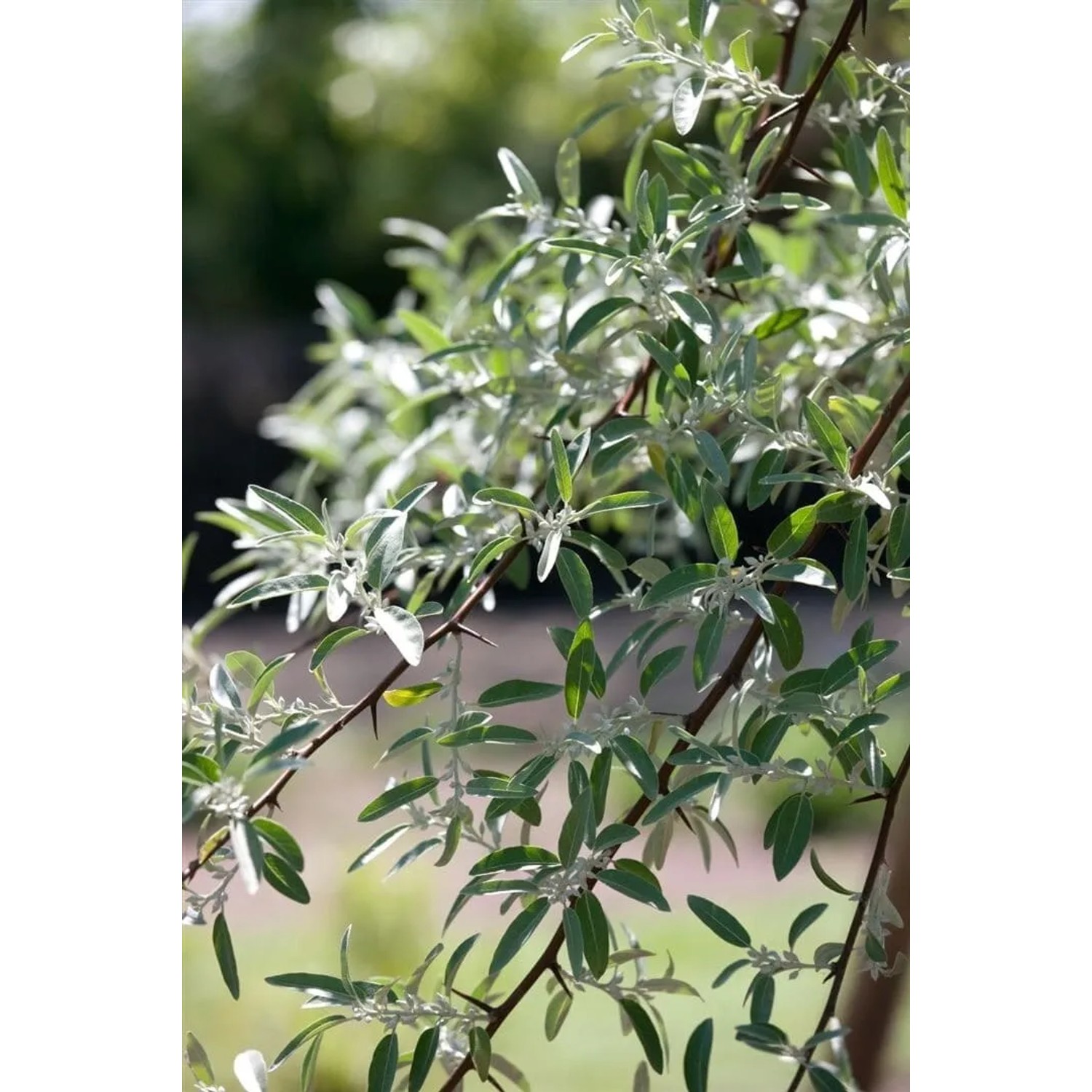 Detailaufnahme der Schmalblättrigen Ölweide (Elaeagnus Angustifolia) mit silbergrünen Blättern.
